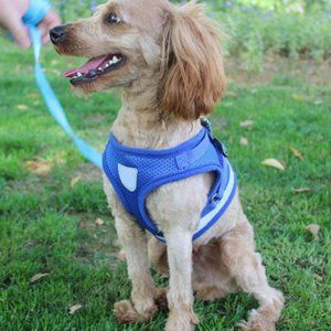 Cat/Dog Harness, No-Pull Reflective Dog Vest, Breathable Adjustable Pet Harness